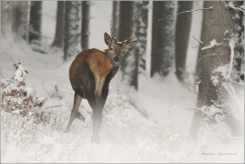 <p>JELEN LESNÍ (Cervus elaphus)</p>